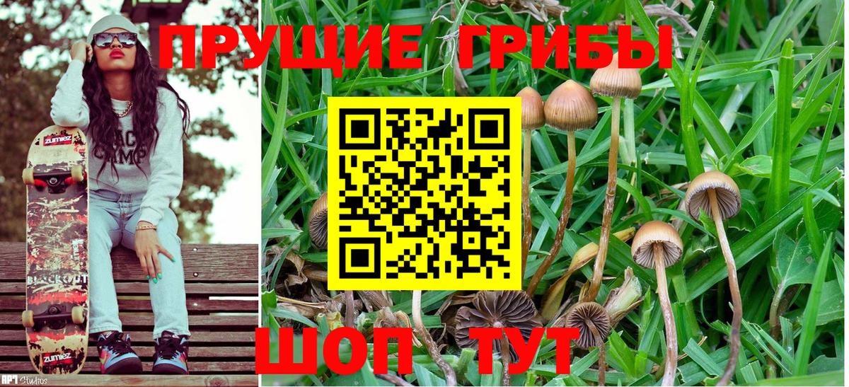 Галлюциногенные грибы Psilocybe Ялуторовск